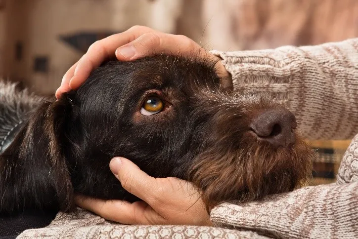 ¿Cómo prevenir el moquillo canino?