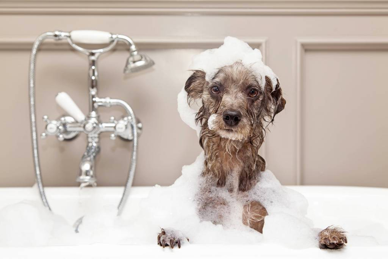 Elige el mejor shampoo para tu perro