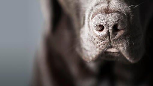¿Por qué la nariz de tu perro está seca? Causas y tratamientos