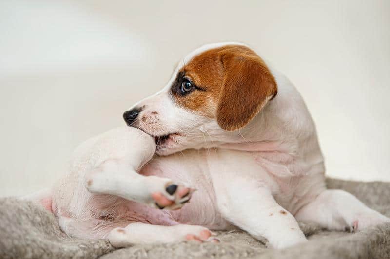 Lo que debes conocer de la dermatitis atópica en perros