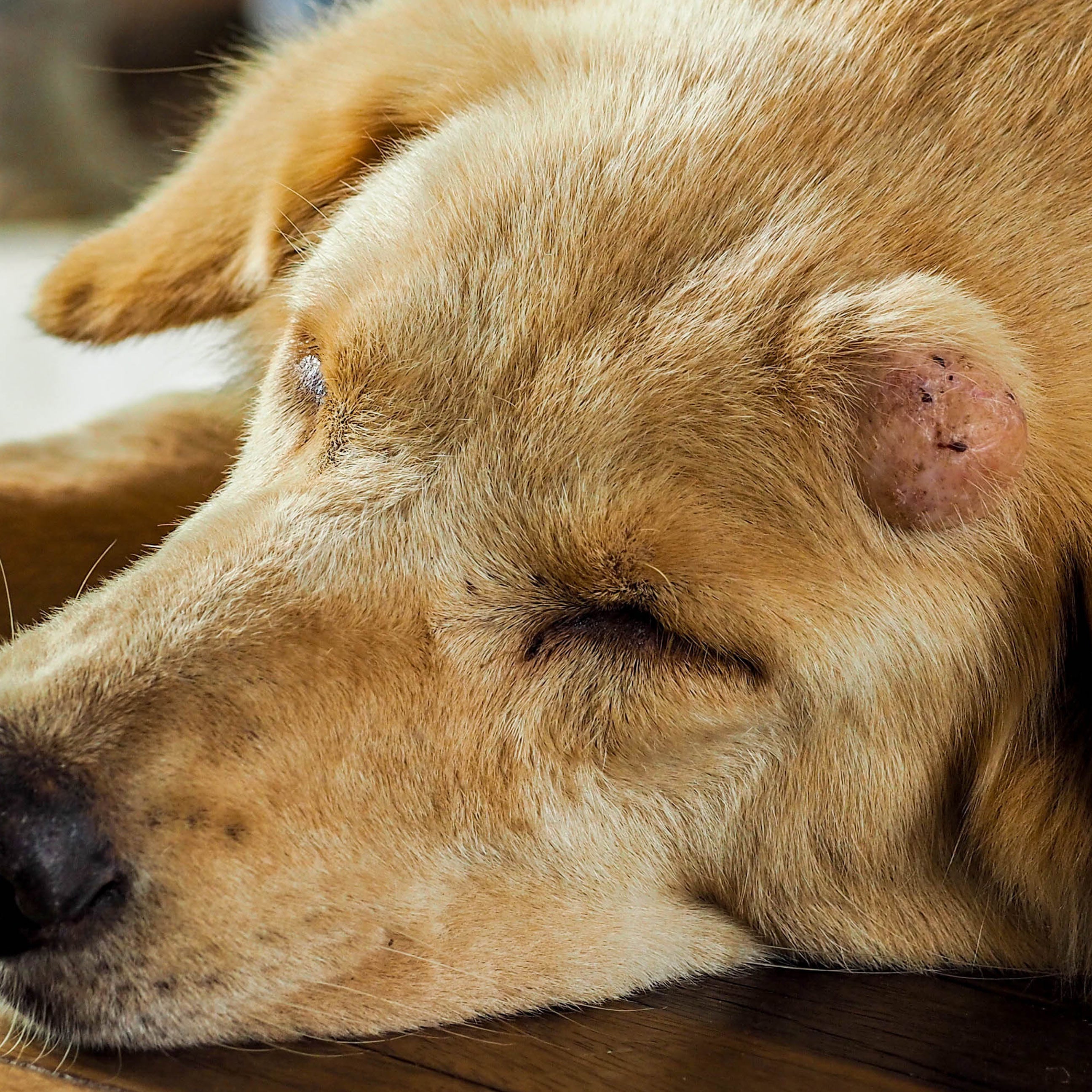 por qué los perros tienen la cabeza puntiaguda