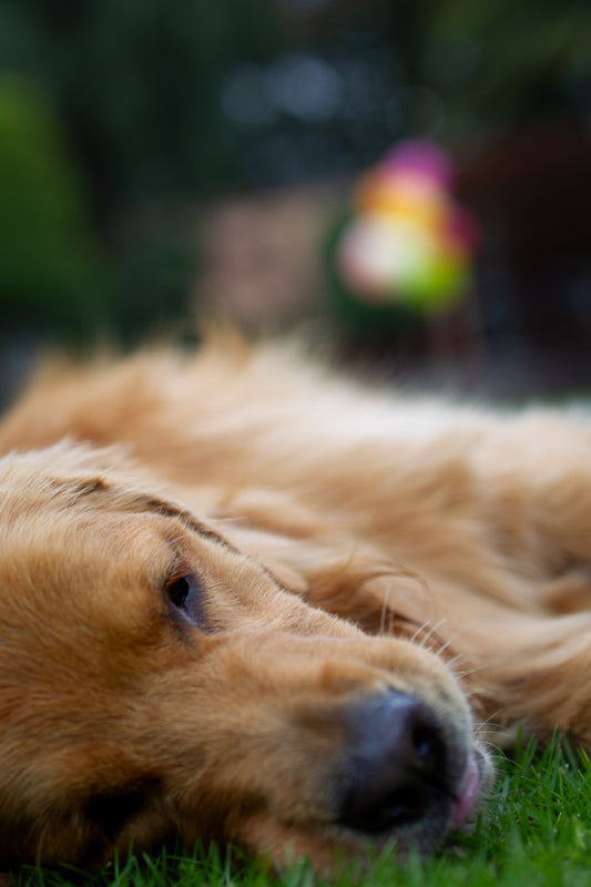Causas y tratamientos de dermatitis por hongos en perros