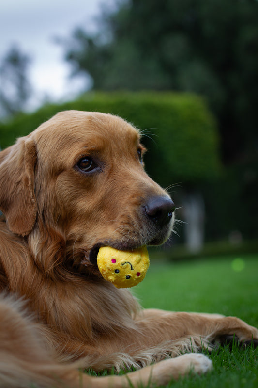 Cómo el complejo B ayuda al bienestar de tu perro