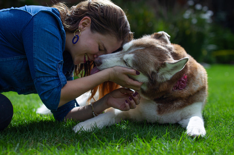 Entiende la edad de tu mascota: ¿Qué son los años perrunos?