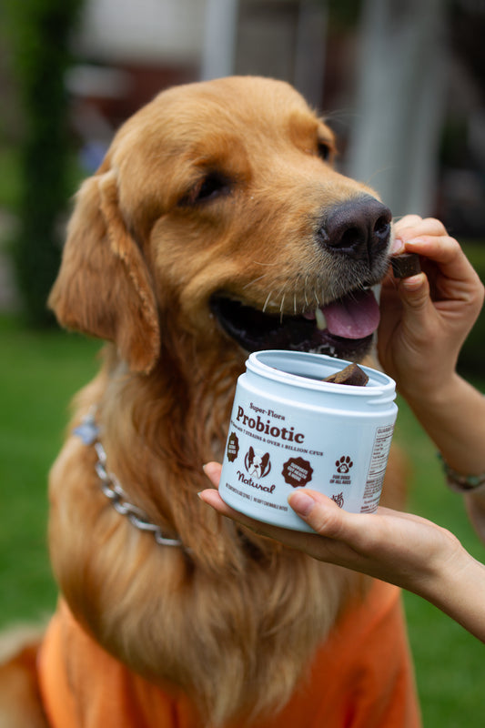 Cómo utilizar probióticos para mejorar la salud de tu perro