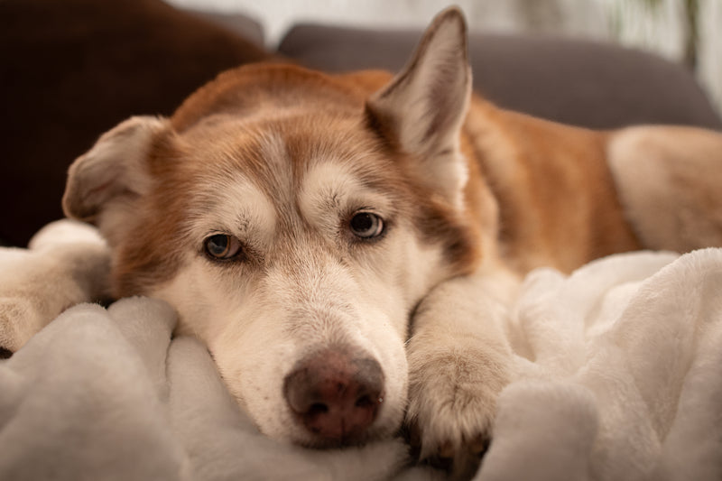 La esperanza de vida de un perro: ¿Cuántos años viven?