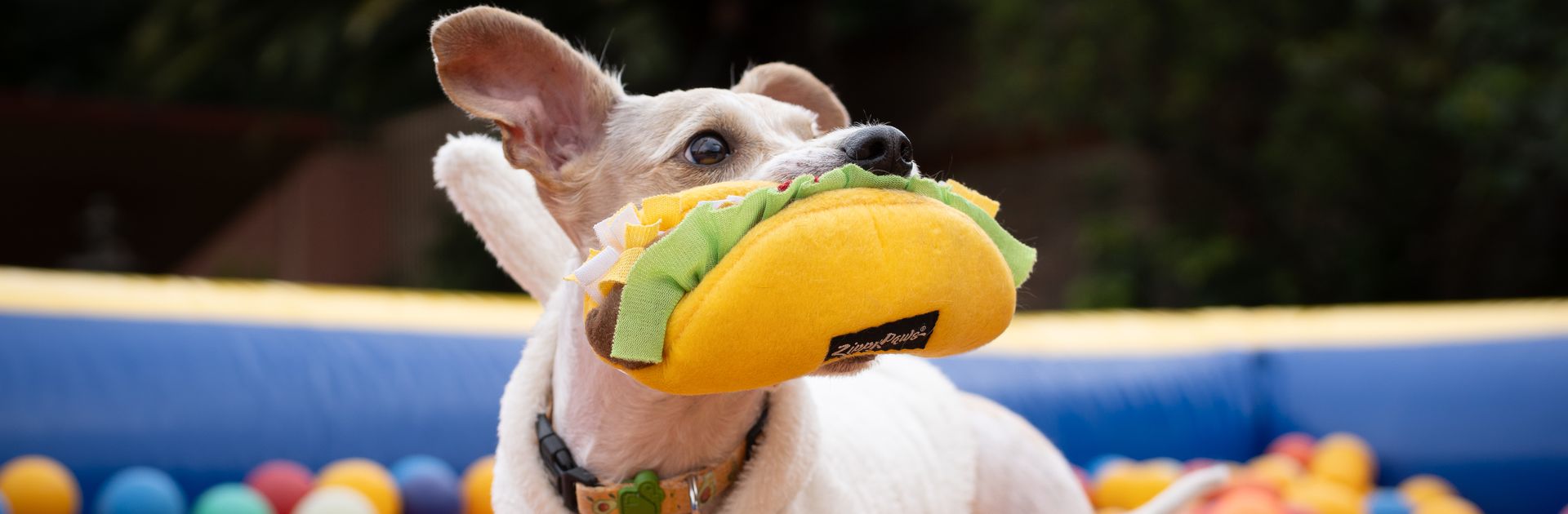 Accesorios Perros