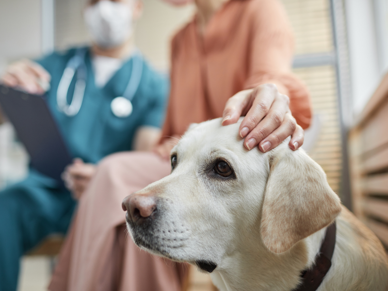 Síntomas, prevención y tratamiento de diarrea en perros