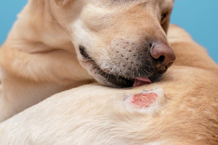 Cómo tratar enfermedades de la piel en perros de forma efectiva
