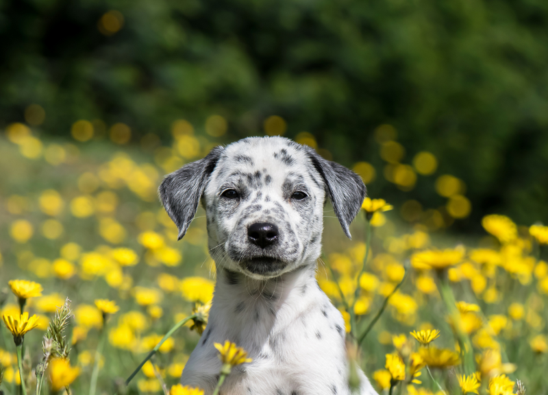 Pecas lunares manchas en perro. Cáncer de piel. El sol hace daño a los perros. Protector solar perros. Xolo.