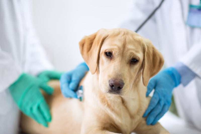 Síntomas, prevención y tratamiento de diarrea en perros