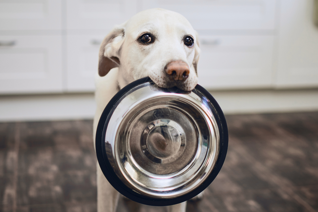 ¿Cuáles son las mejores croquetas para perro? Aquí te enseñamos cómo elegirlas.