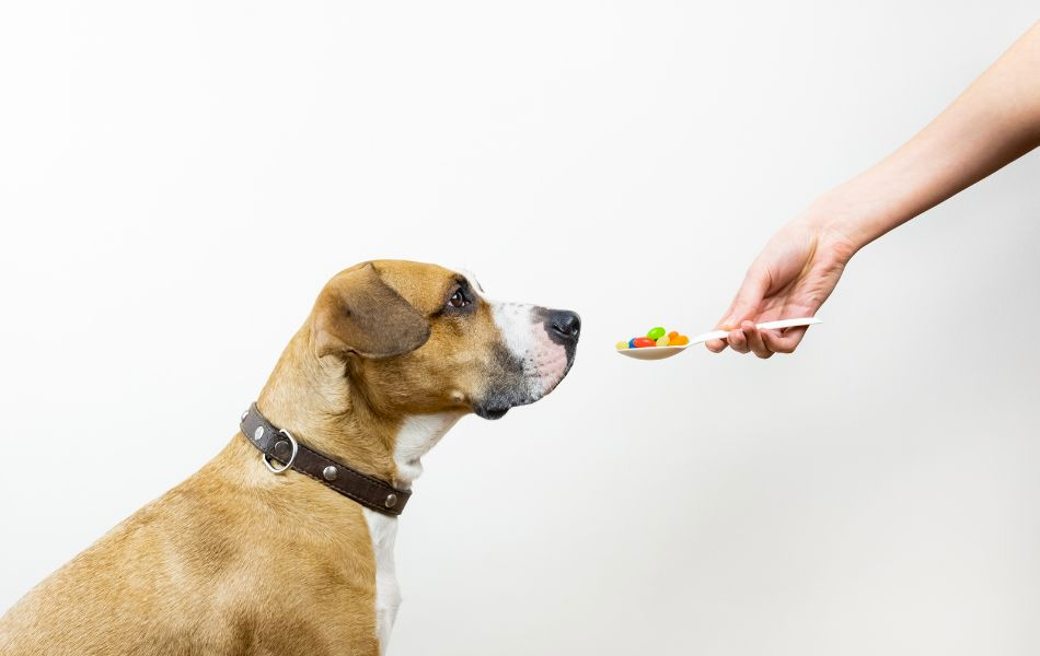 ¿Son necesarias las vitaminas para perros? ¿Cuándo y por qué?