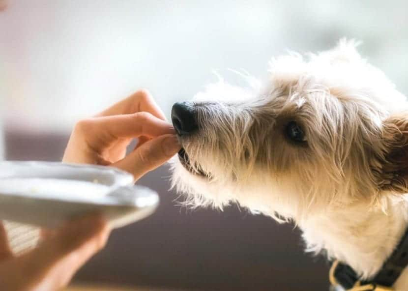 La guía esencial de suplementos alimenticios para perros