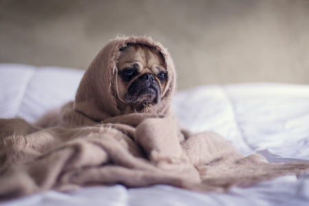 Perros Ansiedad Anxiety Gato Ansiedad Anxiety Cuetes Fuegos Artificiales Fiestas Patrias Mascotas Estrés Miedo Como calmar a mi perro y gato en las fiestas patrias con los truenos fuegos artificiales cuetes