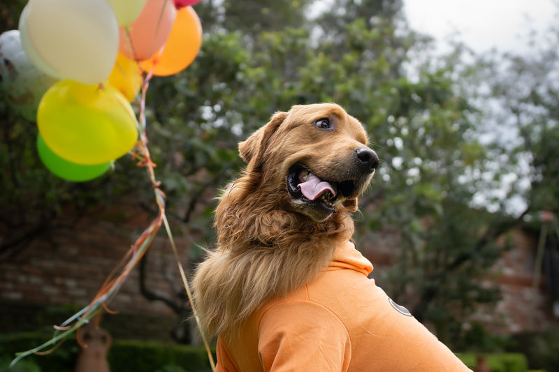 Explorando los mejores parques para perros en CDMX