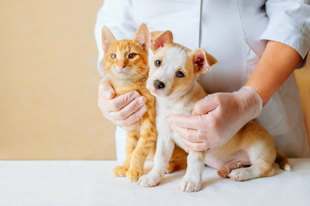 ¿Las vacunas son malas? ¿Qué vacunas le tengo que poner a mi perro o gato?