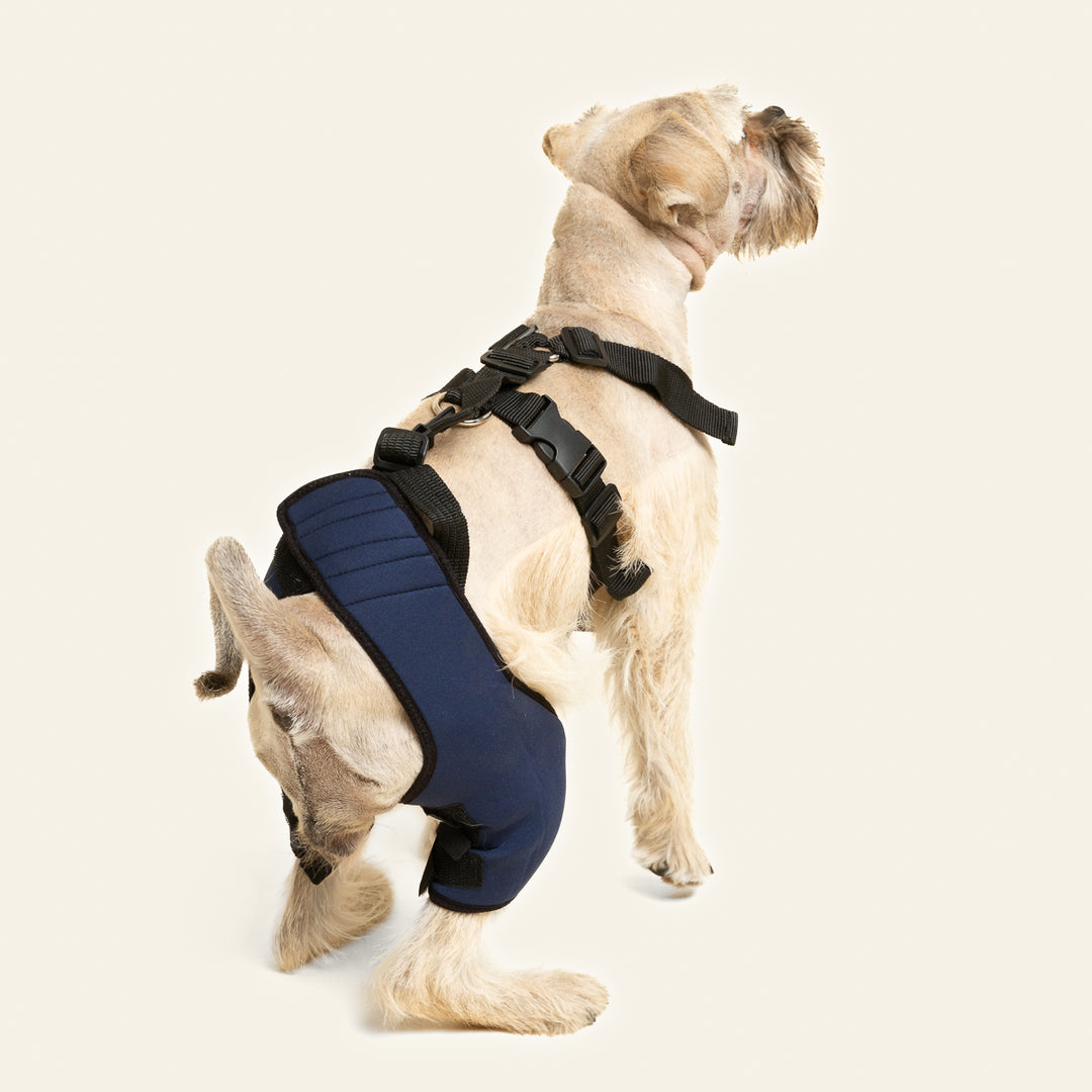 Rodillera Doble Patas Traseras para Perros y Gatos