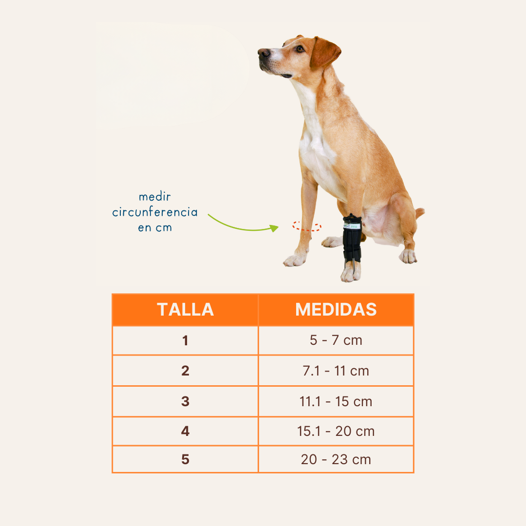 Tensor de dedos delantero Perros (Corrector de déficit propioceptivo)