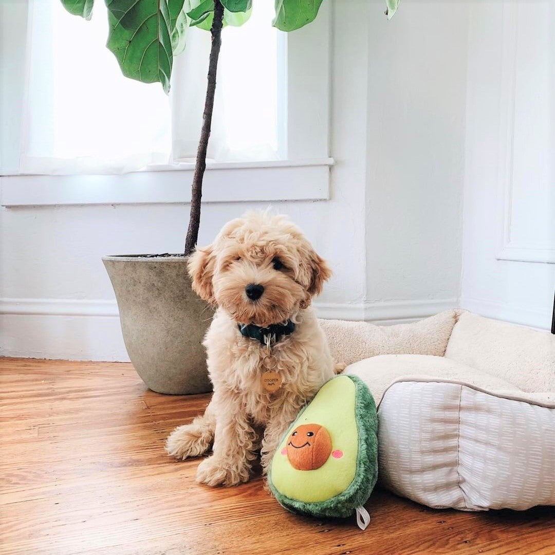 Juguete de Peluche l Aguacate